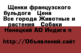 Щенки французского бульдога › Цена ­ 30 000 - Все города Животные и растения » Собаки   . Ненецкий АО,Индига п.